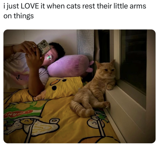 i just LOVE it when cats rest their little arms on things