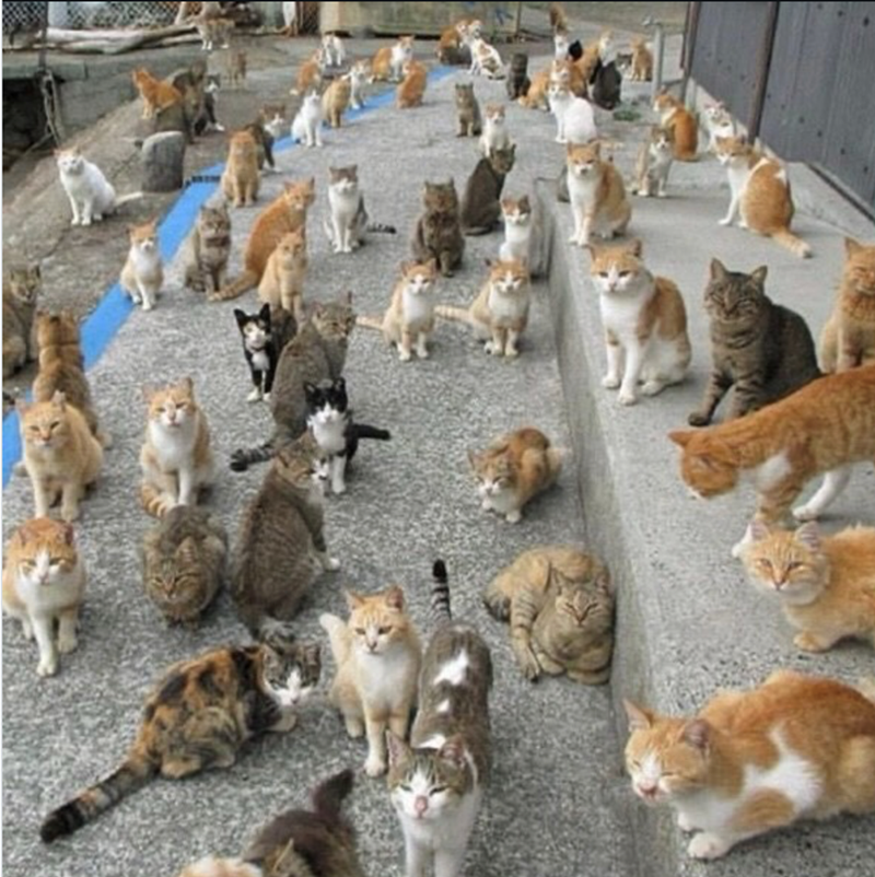 Cheezburger Image 10628134912