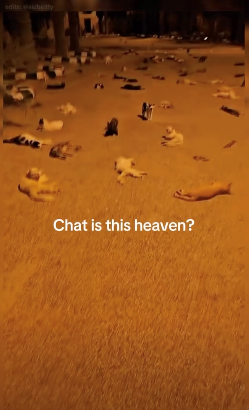 edits: @skibkitty Chat is this heaven?