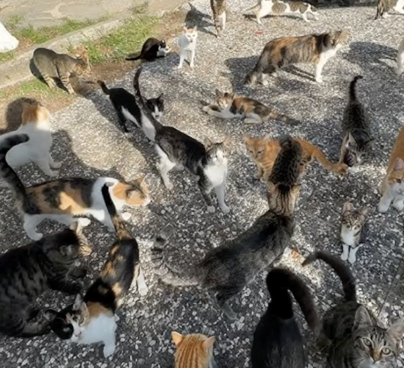 Cheezburger Image 10628135936