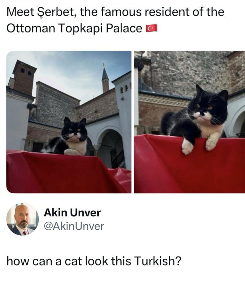 Meet Şerbet, the famous resident of the Ottoman Topkapi Palace Akin Unver @AkinUnver how can a cat look this Turkish?