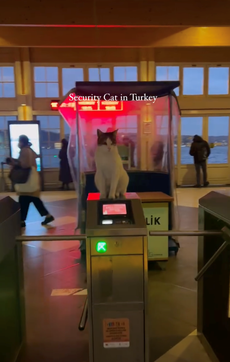 Security Cat in Turkey LİK