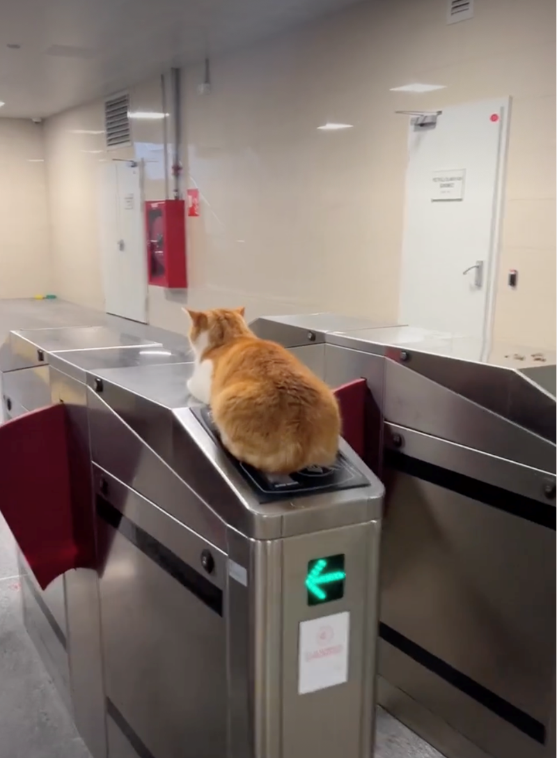 Cheezburger Image 10628137216