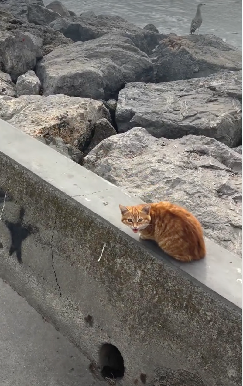 Cheezburger Image 10628137472