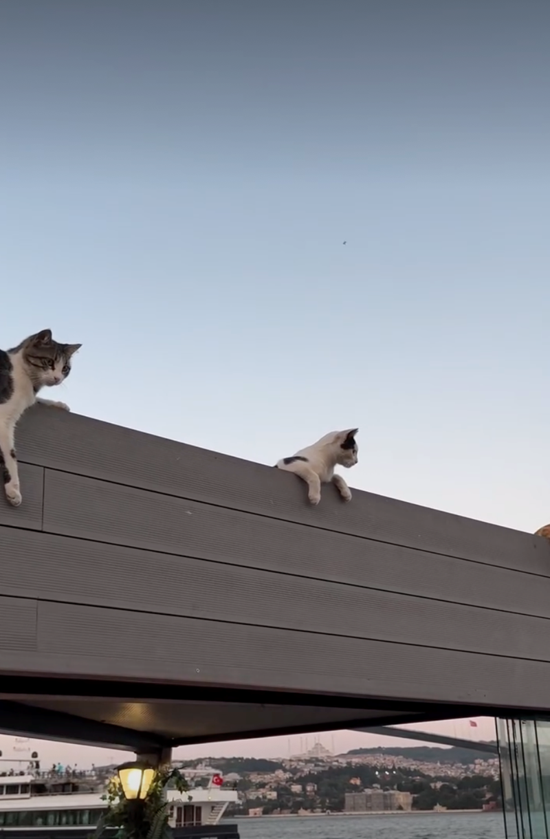 Cheezburger Image 10628137728