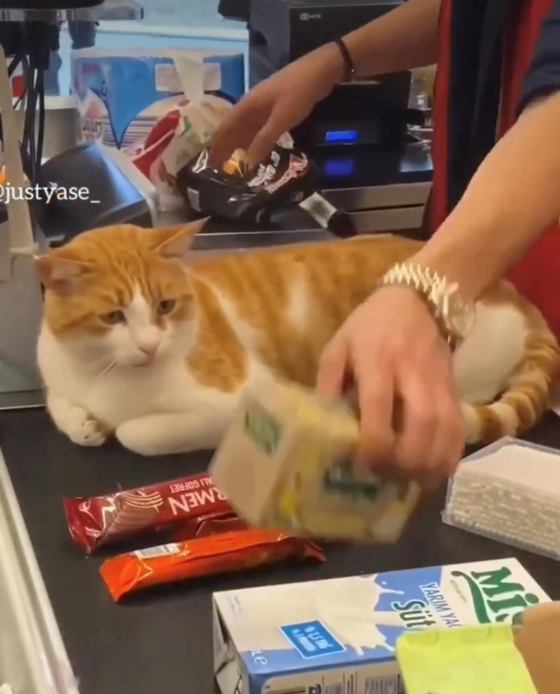 justyase_ ALI GOFRET RMEN Mi YARIM YA Süt