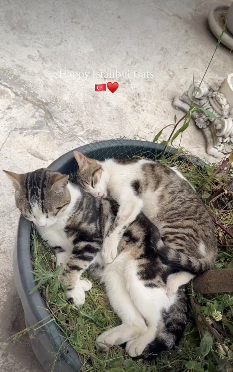 Happy Istanbul Cats