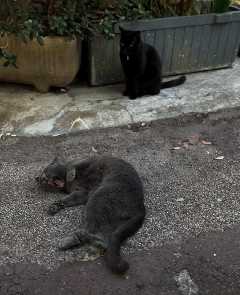 Cheezburger Image 10628139776