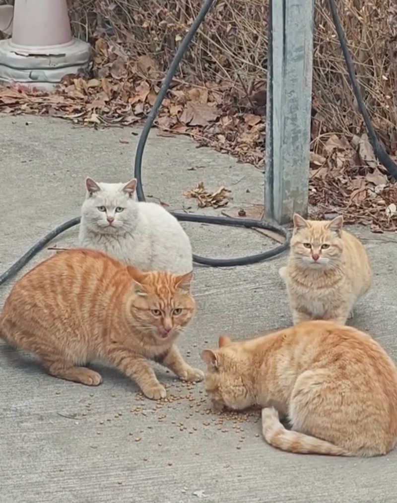 Cheezburger Image 10628140032