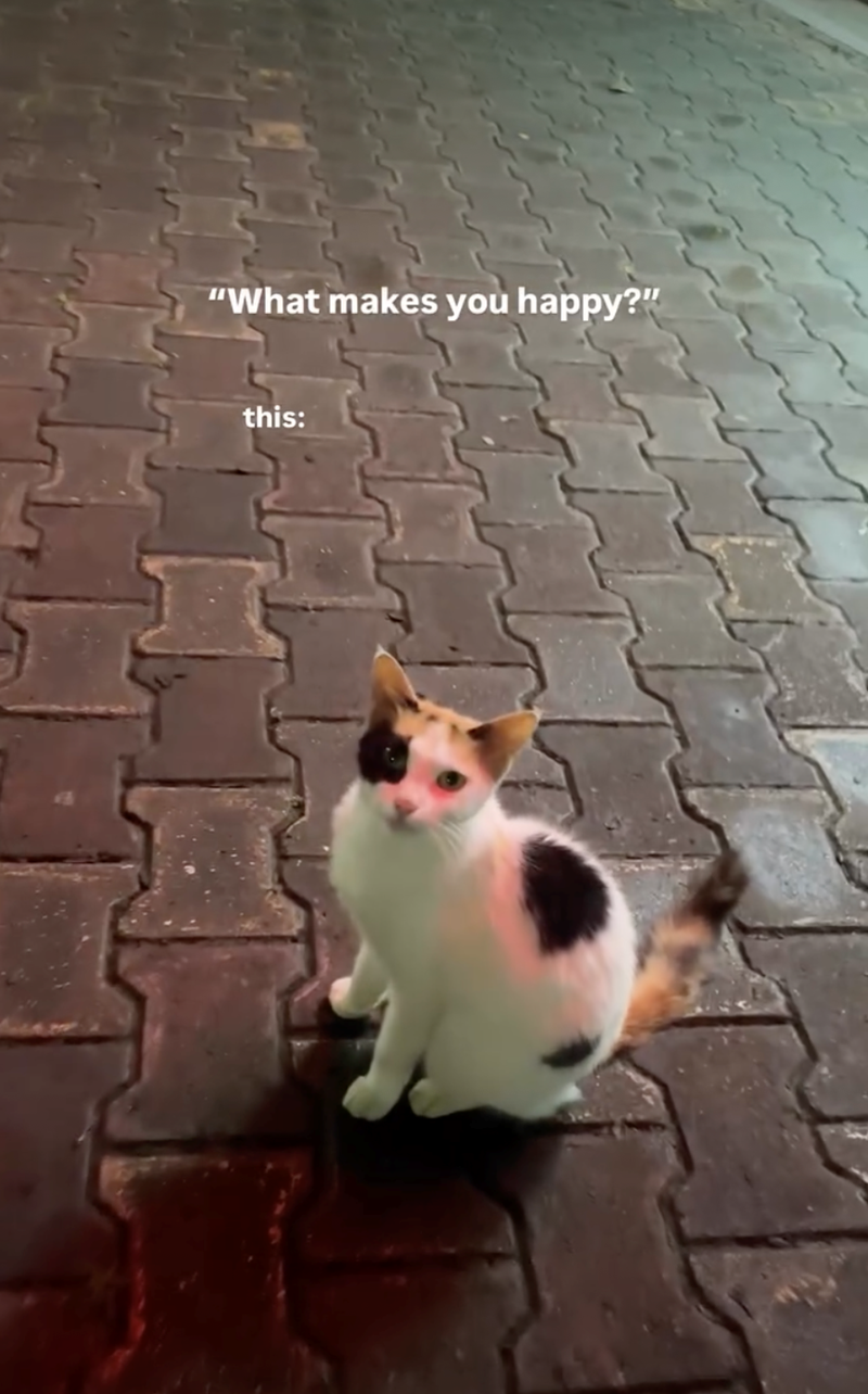 "What makes you happy?" this: