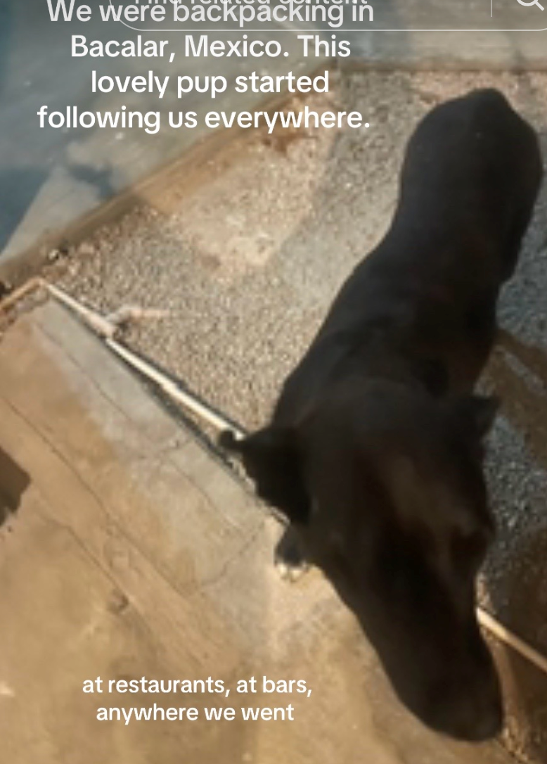 We were backpacking in Bacalar, Mexico. This lovely pup started following us everywhere. at restaurants, at bars, anywhere we went
