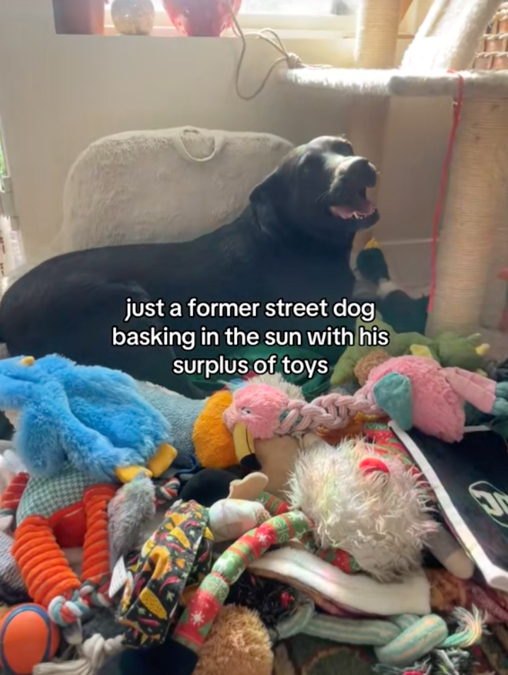 just a former street dog basking in the sun with his surplus of toys S