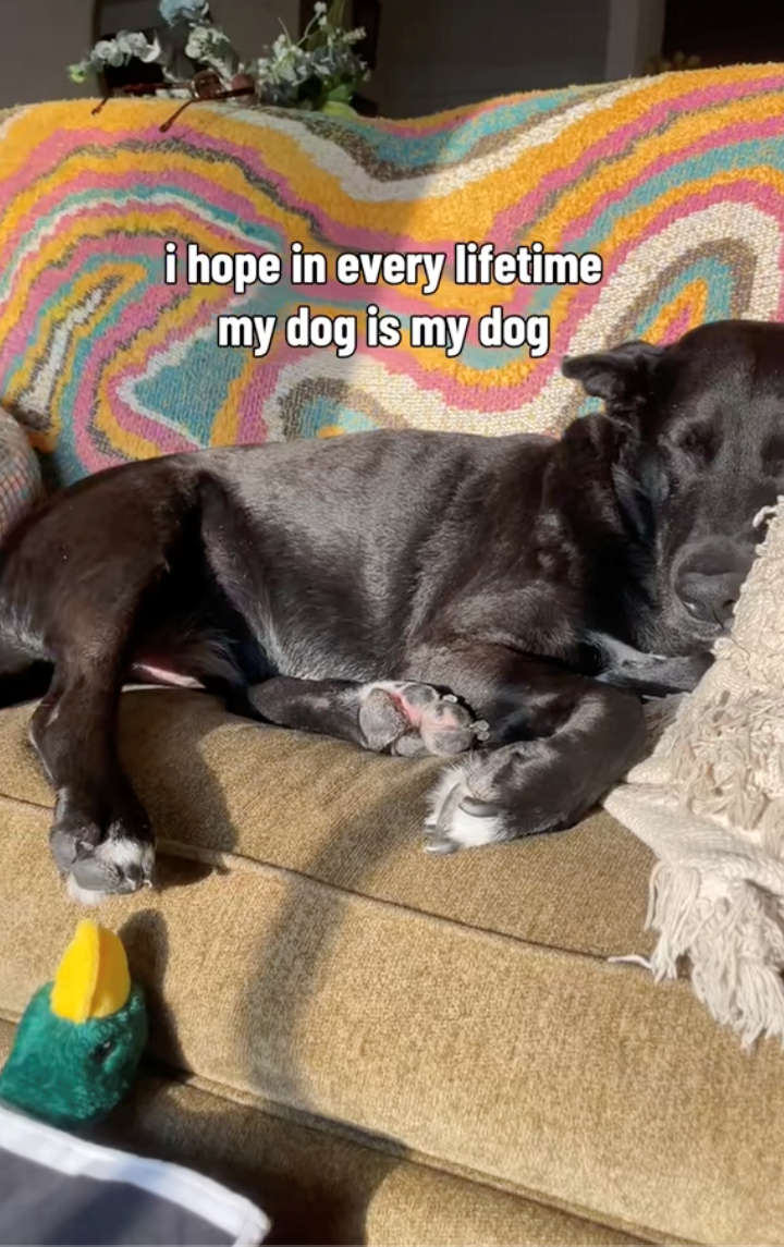 i hope in every lifetime my dog is my dog