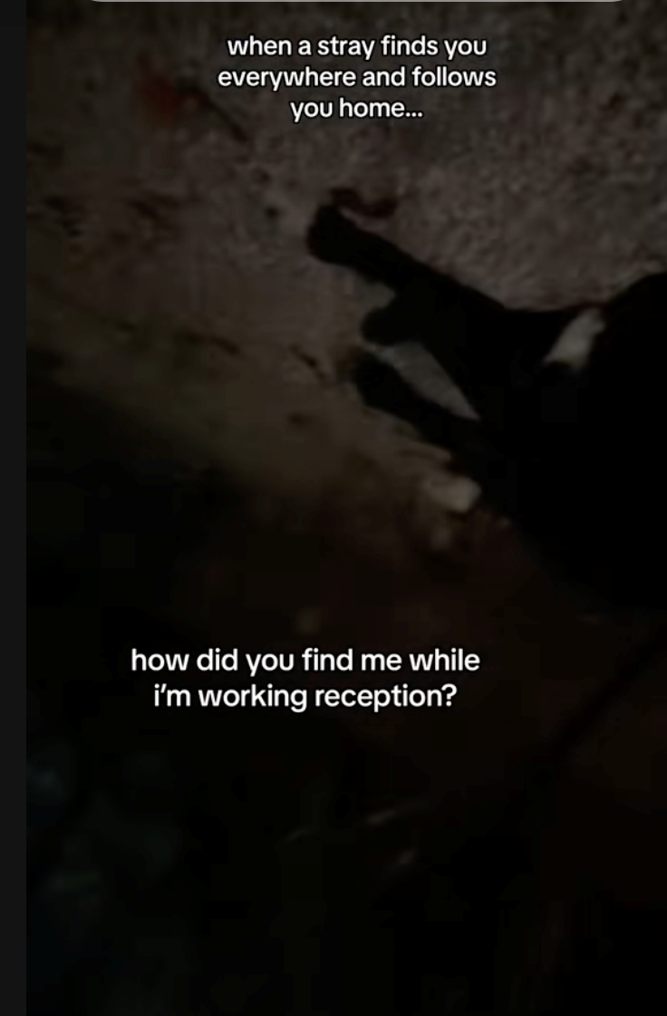 when a stray finds you everywhere and follows you home... how did you find me while i'm working reception?