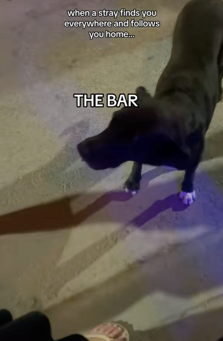 when a stray finds you everywhere and follows you home... THE BAR