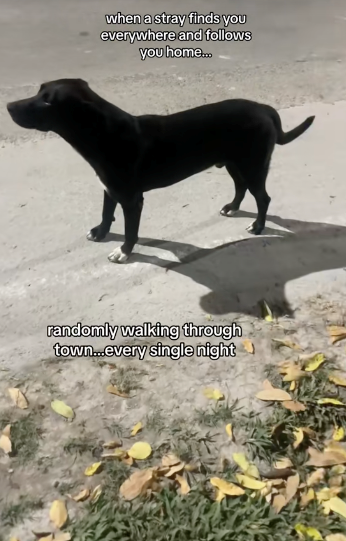 when a stray finds you everywhere and follows you home... randomly walking through town...every single night