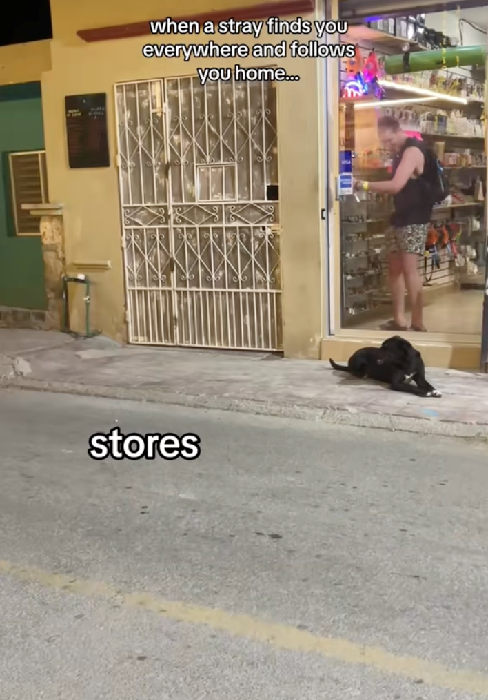 when a stray finds you everywhere and follows you home... stores