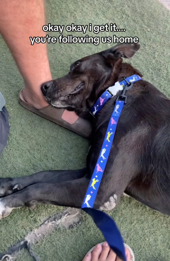 okay okay i get it.... you're following us home