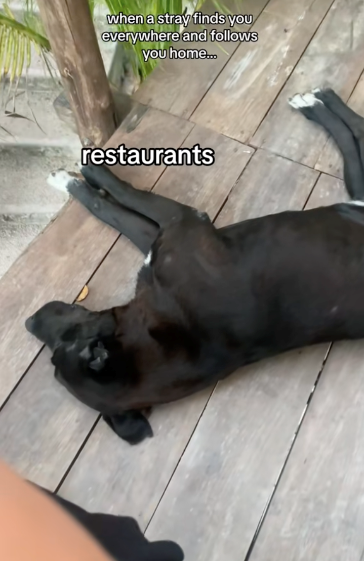 when a stray finds you everywhere and follows you home... restaurants