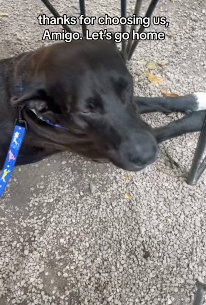 thanks for choosing US, Amigo. Let's go home