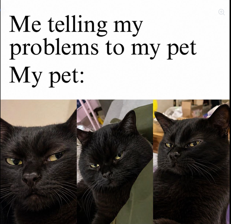 Me telling my problems to my pet My pet: