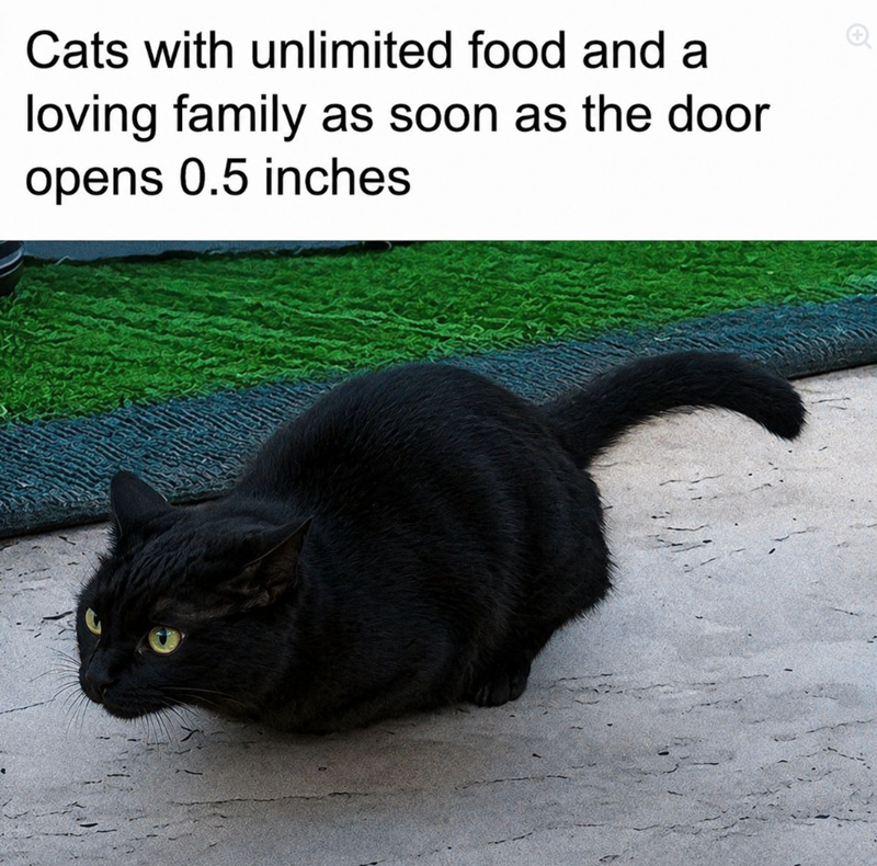 Cats with unlimited food and a loving family as soon as the door opens 0.5 inches