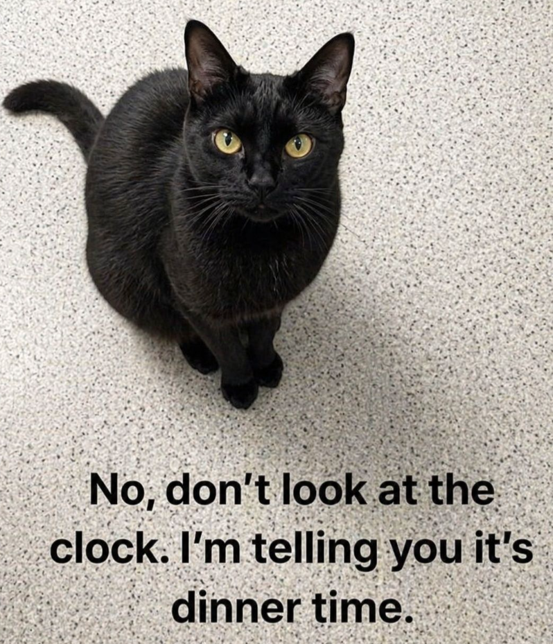 No, don't look at the clock. I'm telling you it's dinner time.