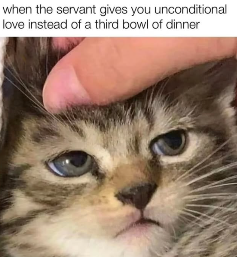 when the servant gives you unconditional love instead of a third bowl of dinner.