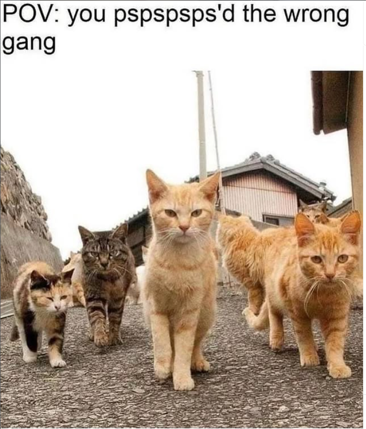 POV: you pspspsps'd the wrong gang