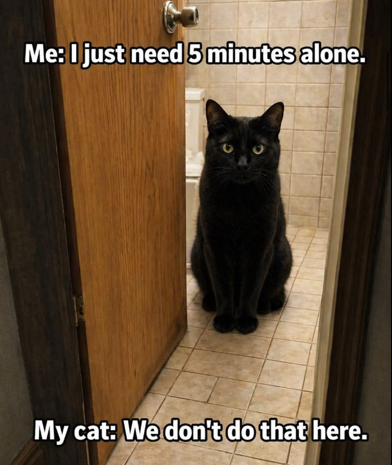 Me: I just need 5 minutes alone. My cat: We don't do that here.