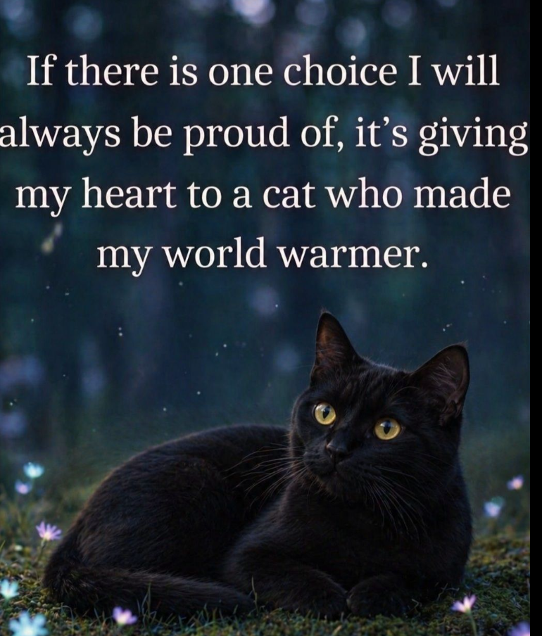 If there is one choice I will always be proud of, it's giving my heart to a cat who made my world warmer.