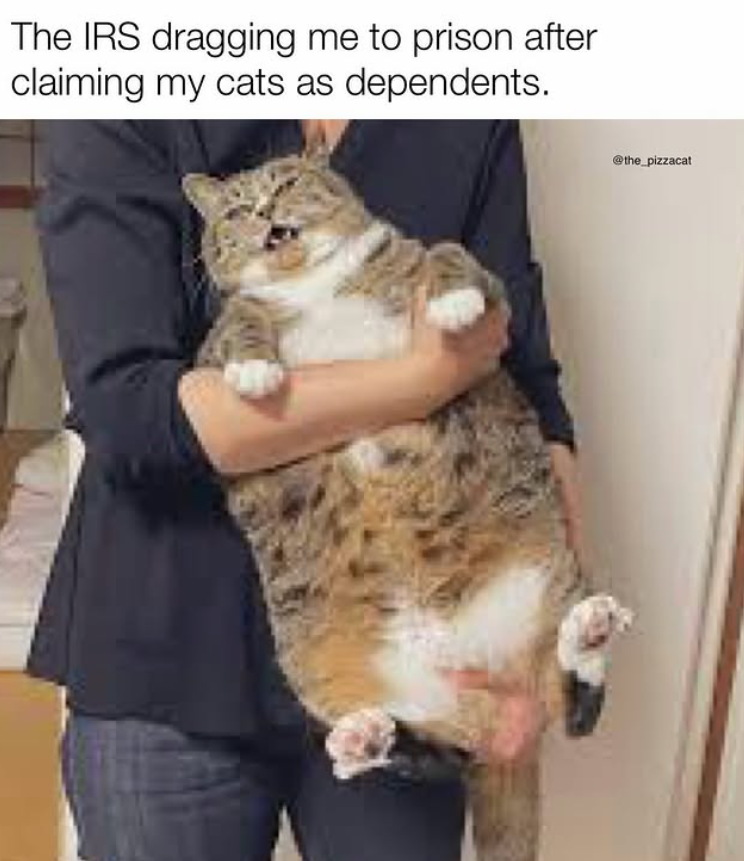 The IRS dragging me to prison after claiming my cats as dependents. @the_pizzacat