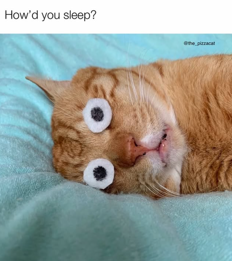 How'd you sleep? @the_pizzacat