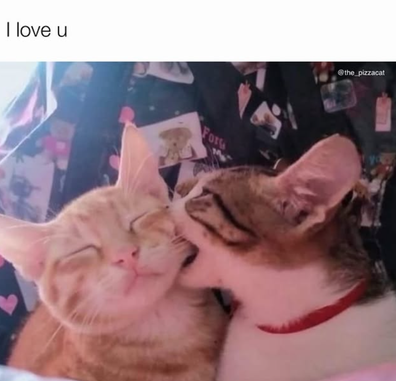 I love u Fors @the_pizzacat