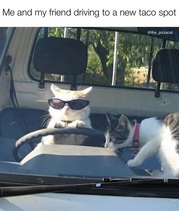Me and my friend driving to a new taco spot @the_pizzacat