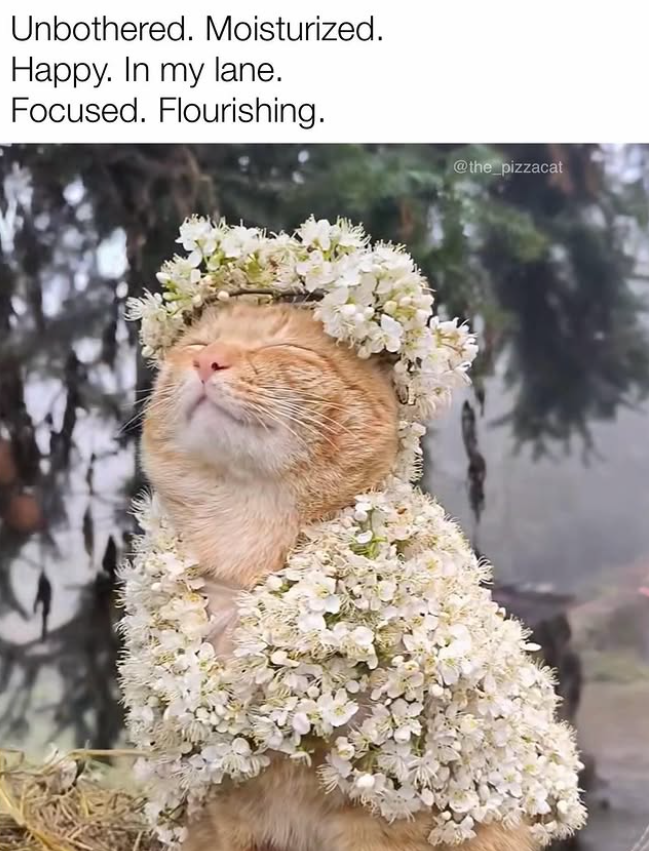 Unbothered. Moisturized. Happy. In my lane. Focused. Flourishing. @the_pizzacat