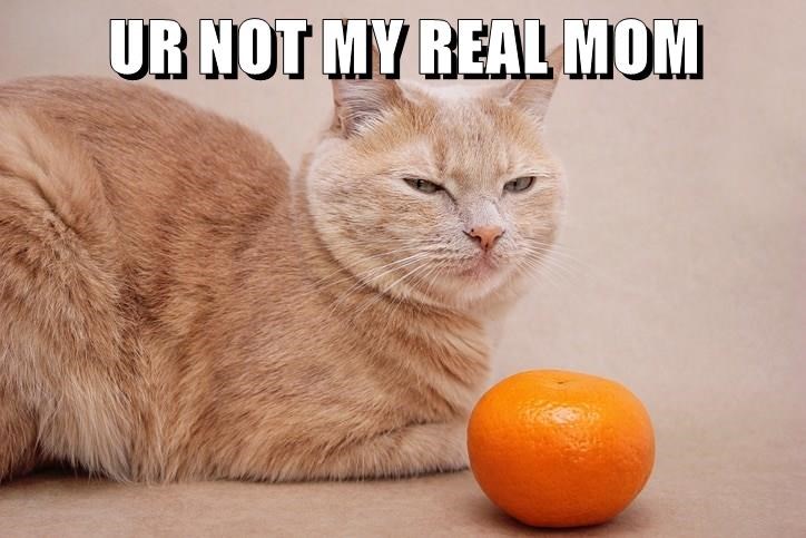 Cheezburger Image 10628194560
