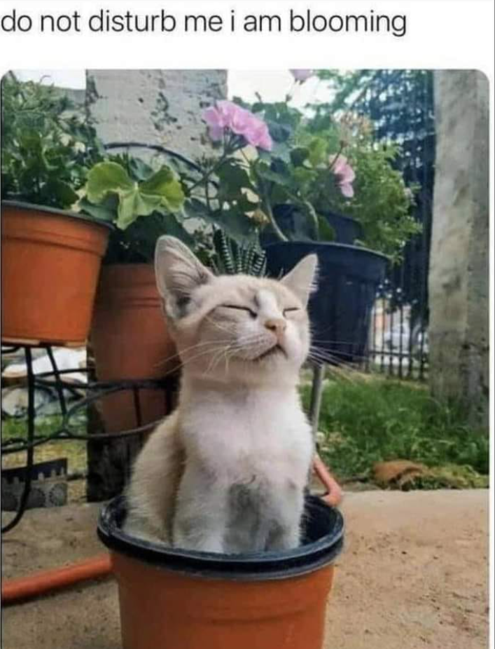 do not disturb me i am blooming