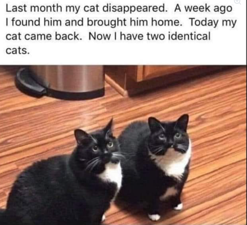 Last month my cat disappeared. A week ago I found him and brought him home. Today my cat came back. Now I have two identical cats.