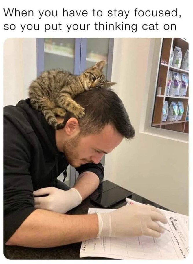 When you have to stay focused, so you put your thinking cat on 41737