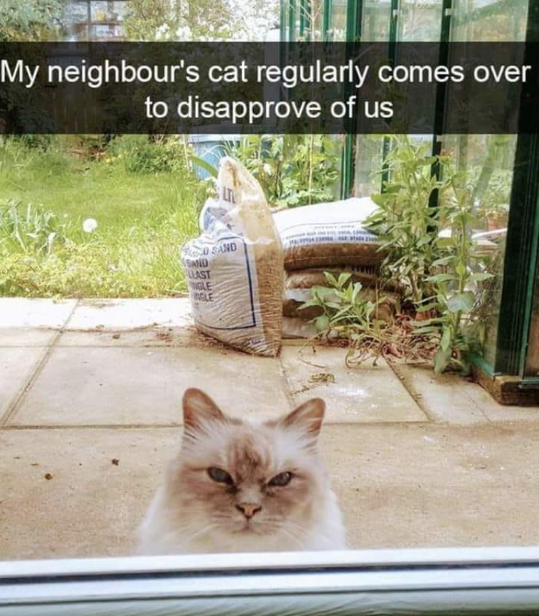 My neighbour's cat regularly comes over to disapprove of us LT O SAND SAND LLAST GLE NGLE