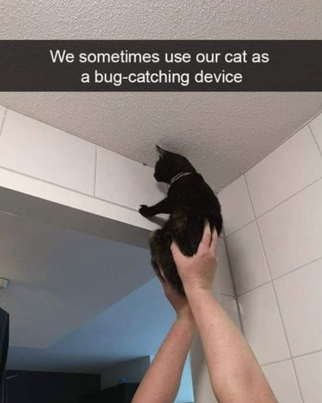 We sometimes use our cat as a bug-catching device