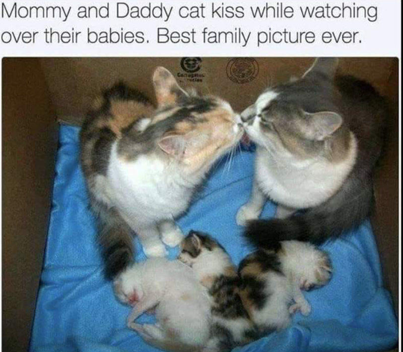 Mommy and Daddy cat kiss while watching over their babies. Best family picture ever.