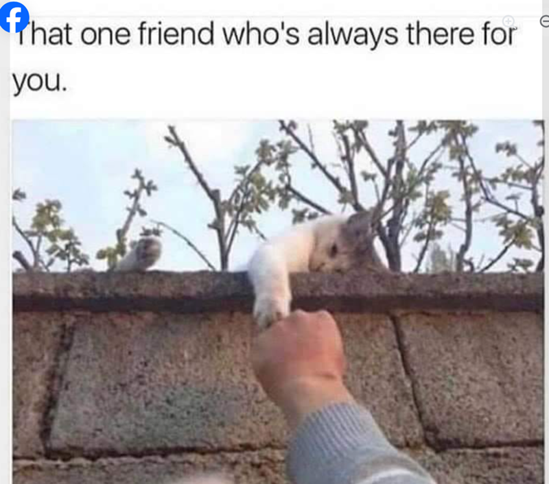 That one friend who's always there for you.