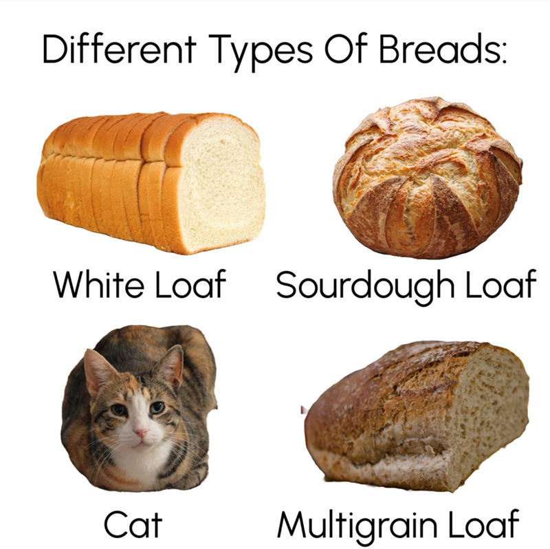 Different Types Of Breads: White Loaf Sourdough Loaf Cat Multigrain Loaf