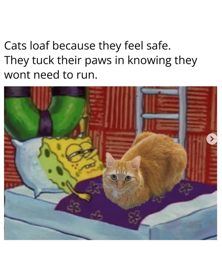 Cats loaf because they feel safe. They tuck their paws in knowing they wont need to run. 3 >