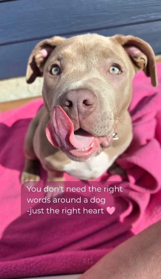 You don't need the right words around a dog -just the right heart MJ