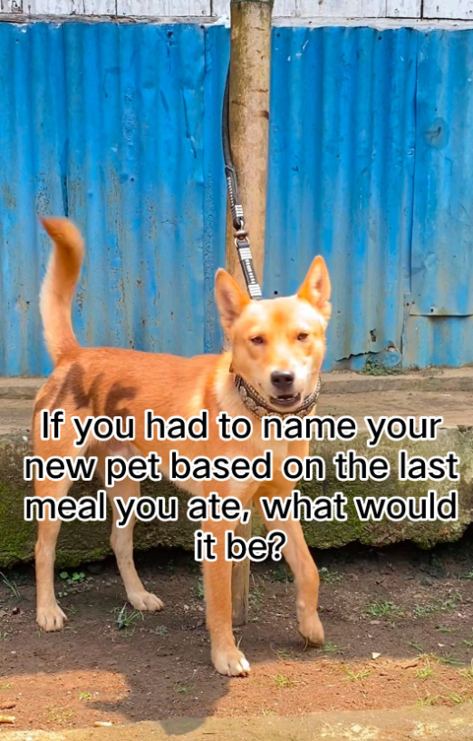 If you had to name your new pet based on the last meal you ate, what would it be?