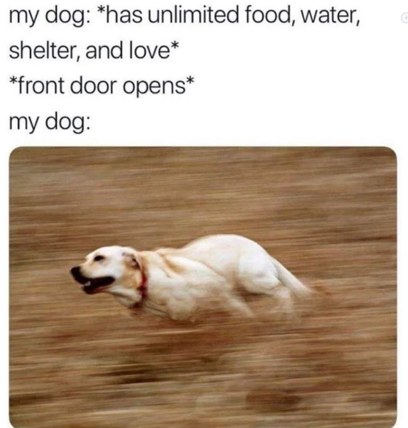 my dog: *has unlimited food, water, shelter, and love* + *front door opens* my dog: