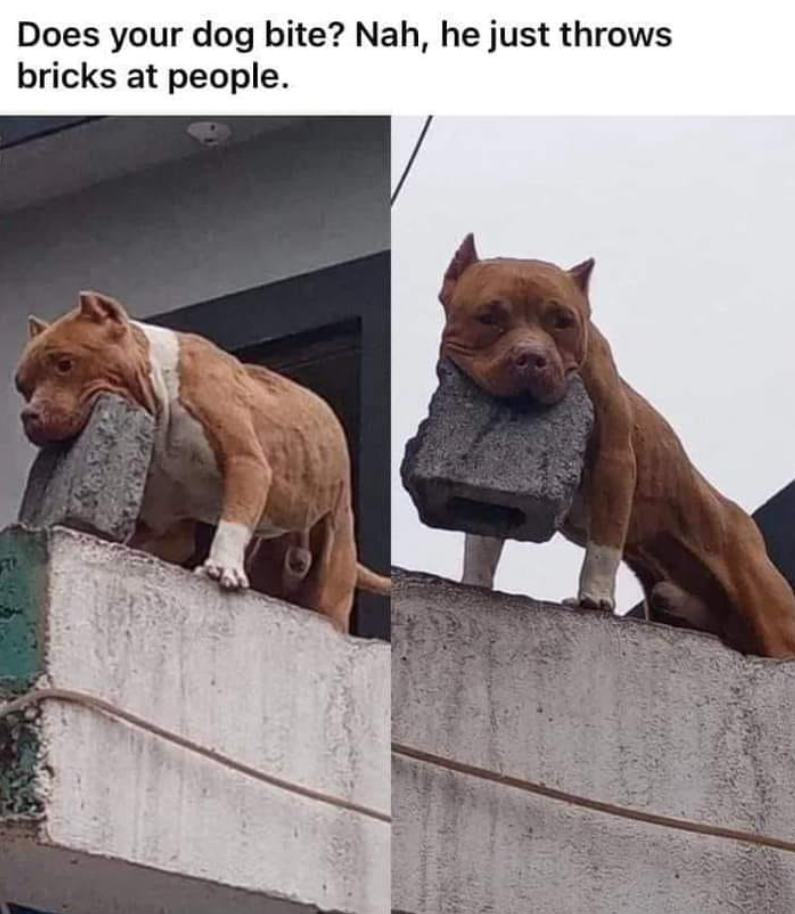 Does your dog bite? Nah, he just throws bricks at people.
